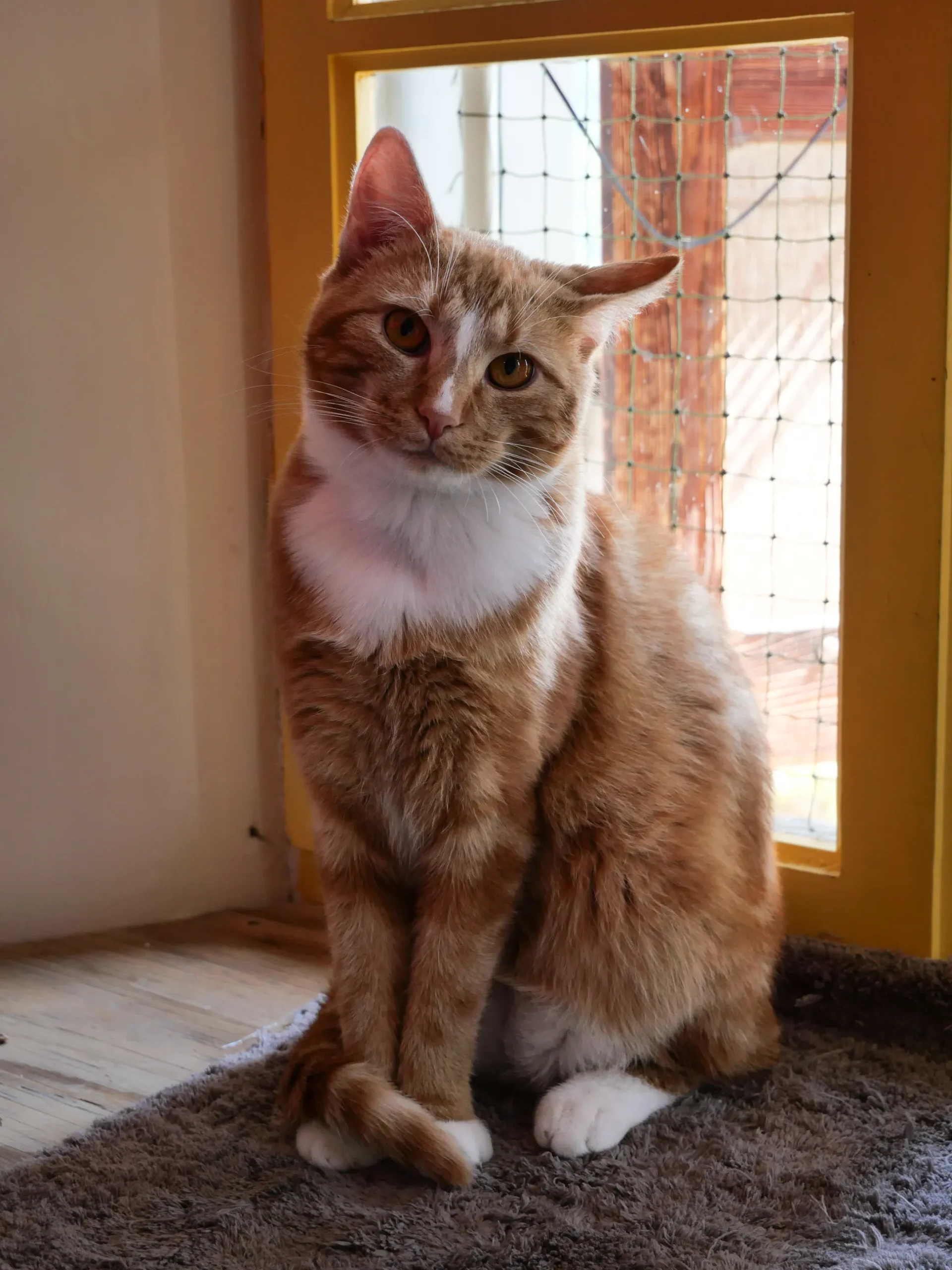 Chat - SPA HVA - Chat à l'adoption Haute Savoie