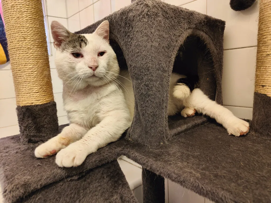 Fripouille - SPA HVA - Chat Ã  l'adoption Haute Savoie