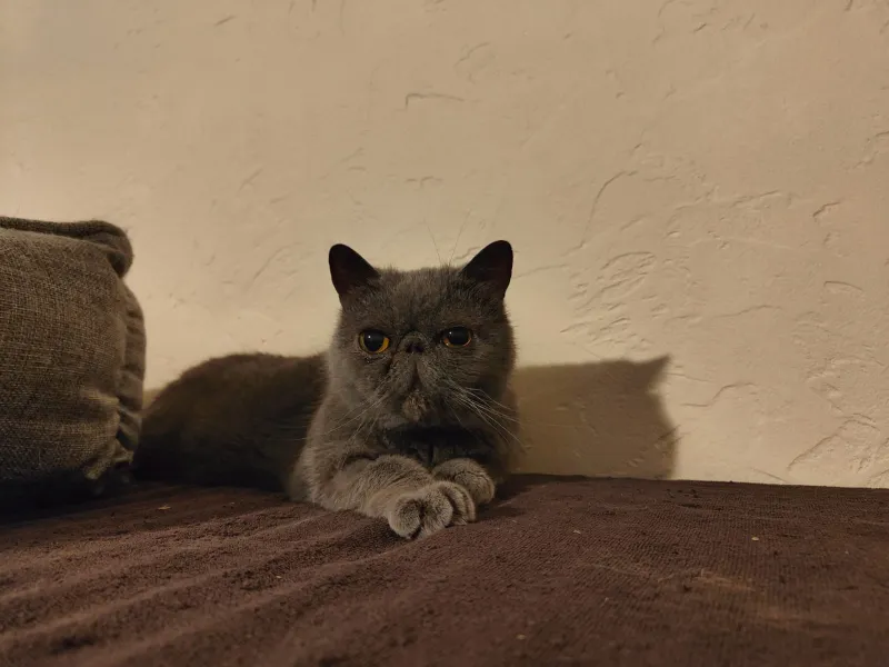Nemesis - SPA HVA - Chat Ã  l'adoption Haute Savoie